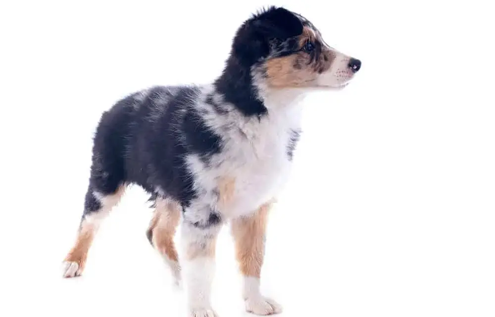 Kiedy szczeniak border collie zmienia sierść i jak to ułatwić