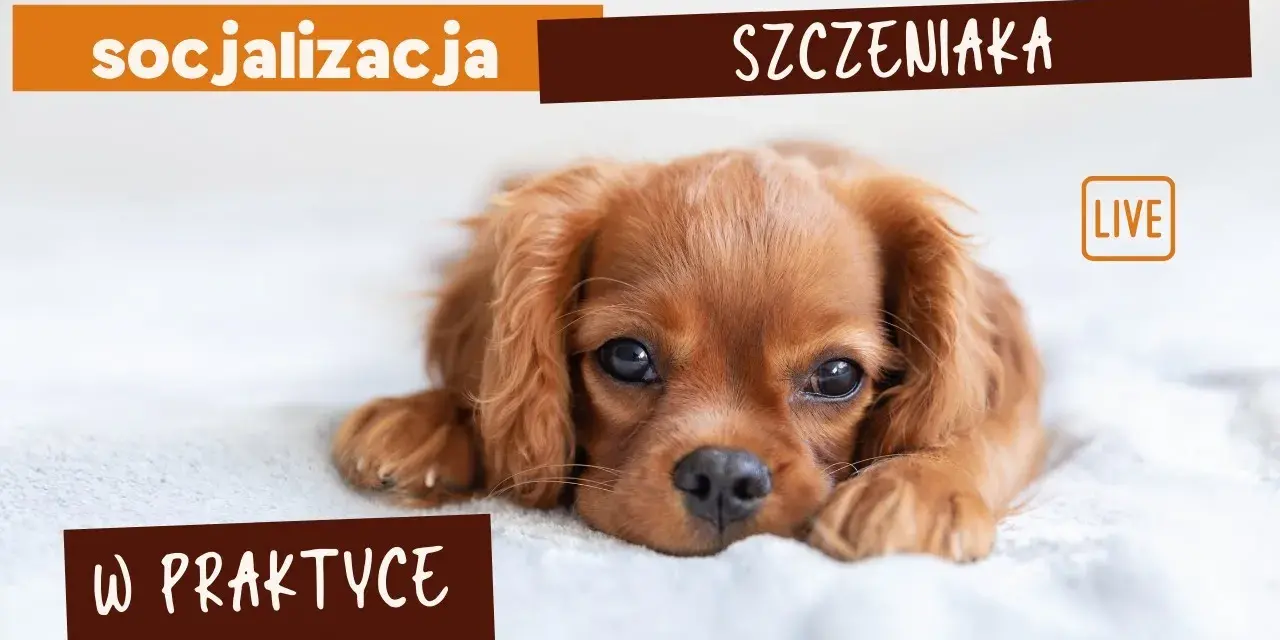 Jak socjalizować szczeniaka, aby uniknąć problemów w przyszłości