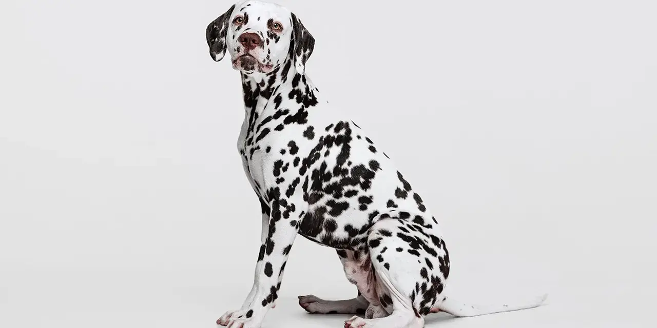 Uroczy dog o białej sierści w czarne cętki, siedzący na białym tle.