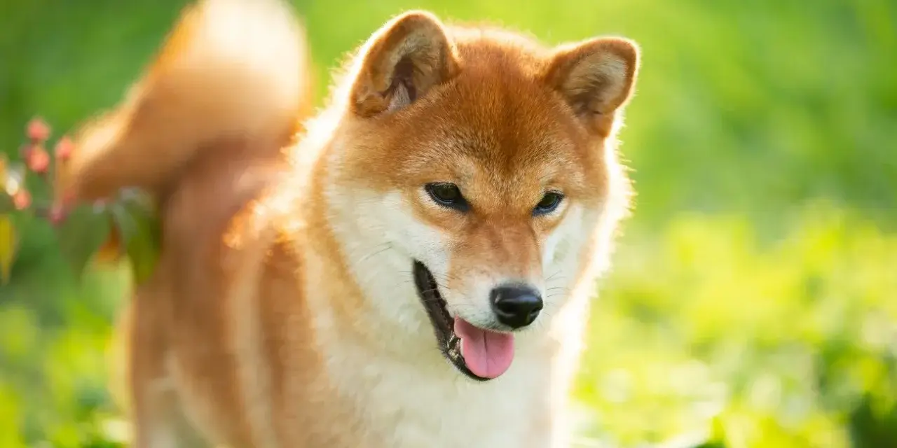 Szczęśliwy pies rasy Shiba Inu, jeden z spokojnych psów średniej wielkości, cieszy się słońcem na zielonej łące.