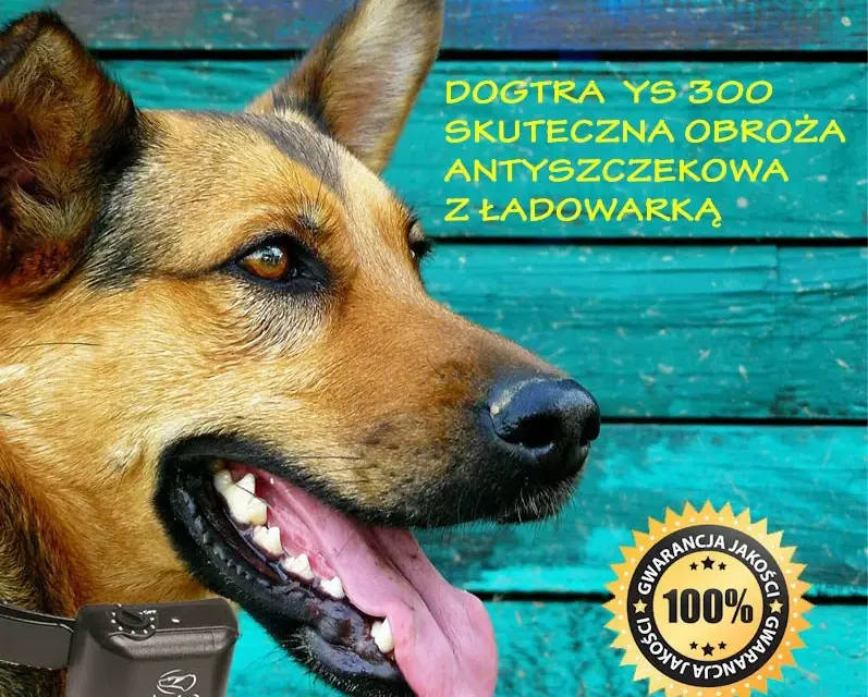 Czy obroża antyszczekowa działa? Skuteczność i kontrowersje w użyciu