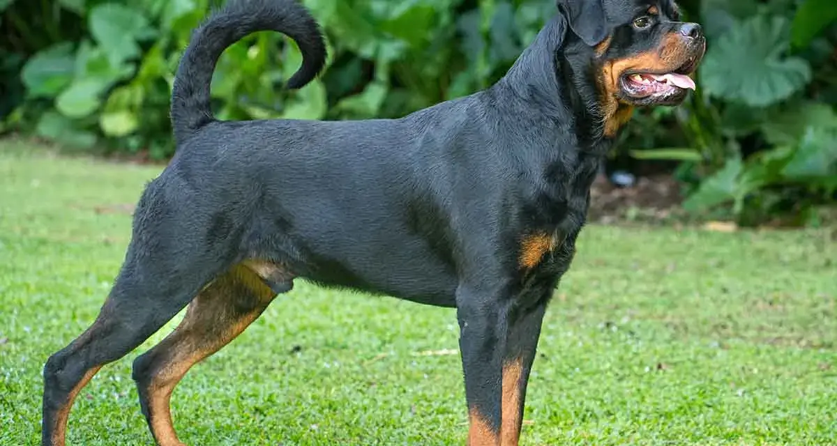 Potężny Rottweiler, rasa psa na r, stoi na trawie. Jego czarna sierść z rudymi znaczeniami lśni w słońcu.