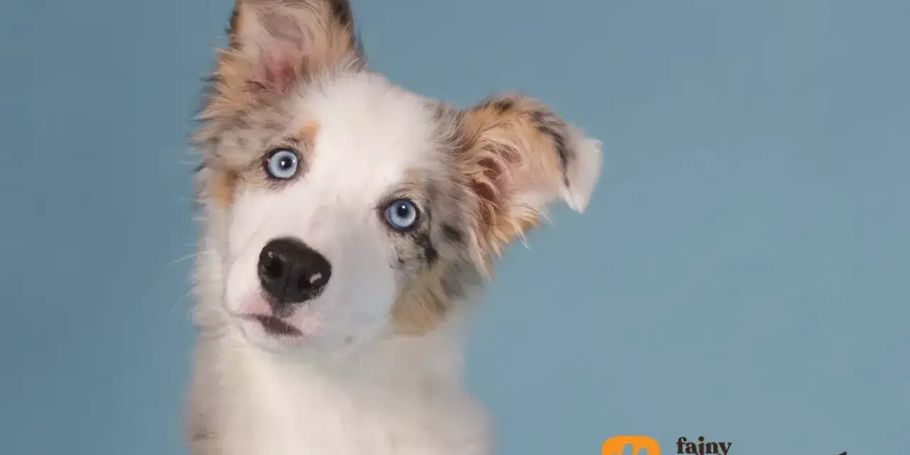 Uroczy szczeniak border collie blue merle z niebieskimi oczami, przechylający głowę.