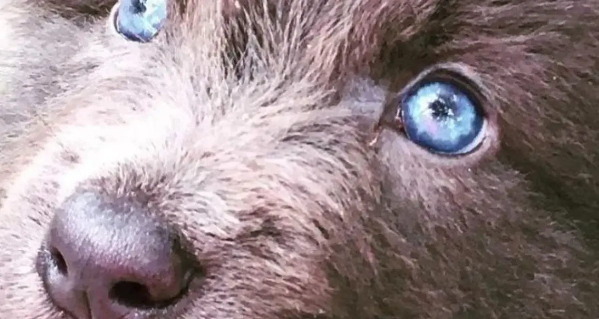 Oczy szczeniaka rasy blue bay shepherd lśnią jak dwa błękitne jeziora.