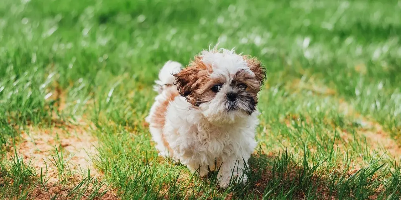 Uroczy szczeniak Shih Tzu na trawie. Zastanawiasz się, czy pies może jeść sałatę? Ten maluch wygląda, jakby chętnie spróbował!