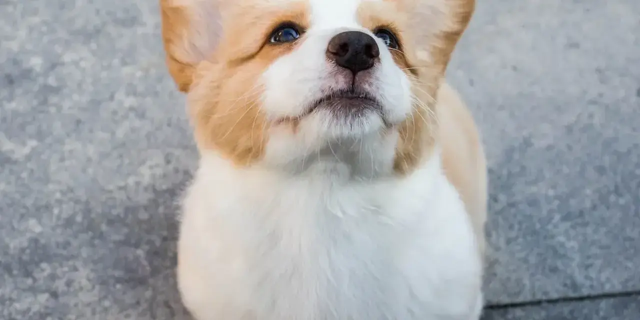 Uroczy szczeniak corgi z wielkimi uszami patrzy w górę, jakby czekał na coś pysznego. Już widać, jaki będzie wspaniały, kiedy pies jest dorosły.