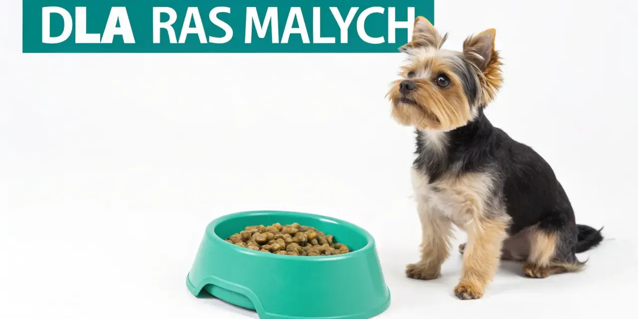 Yorkshire terrier czeka na jedzenie. Na zdjęciu tekst "DLA RAS MAŁYCH" i miska z karmą, która może być częścią rankingu karm dla szczeniąt.
