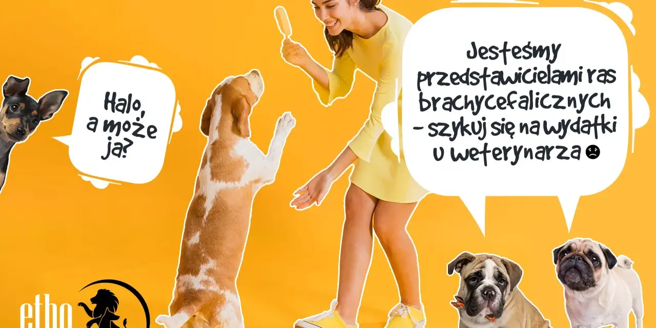 Psy ras dużych i małych, w tym buldogi i mopsy, wesoło bawią się z kobietą.