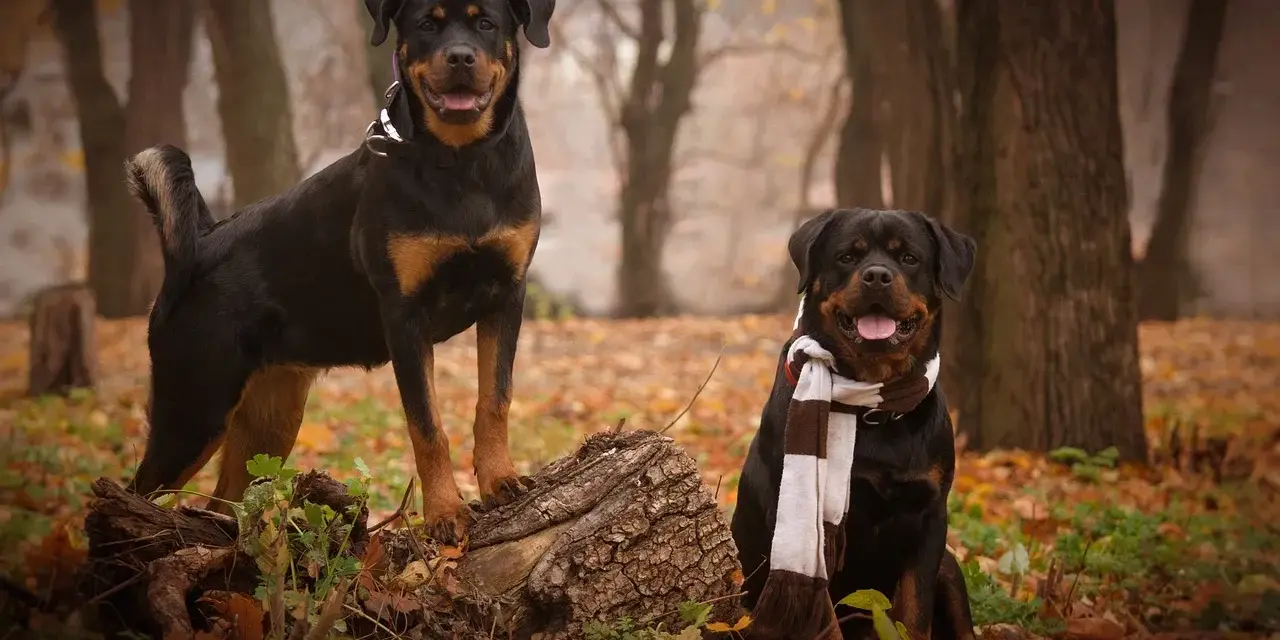 Dwa rottweilery w jesiennym lesie, jeden stoi na pniu, drugi siedzi w szaliku.