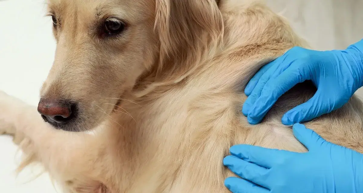 Weterynarz bada łapę golden retrievera, wyczuwając pod skórą tłuszczaka.