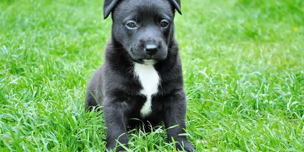 Czarny szczeniak z białą plamką na piersi siedzi na trawie. Wygląda na lekko smutnego, jakby miał puppy blues.