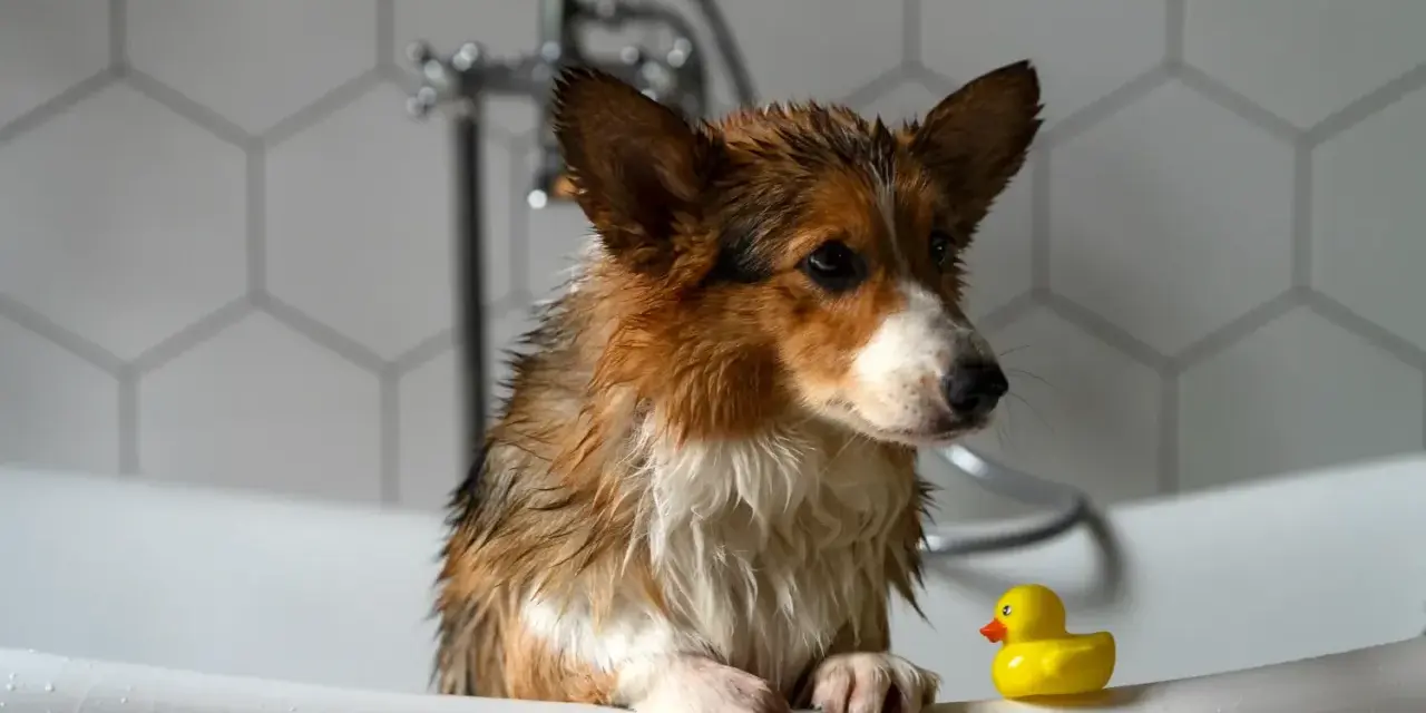 Mokry corgi w wannie z gumową kaczką. Jak wykąpać psa? To proste, gdy masz pomocnika!