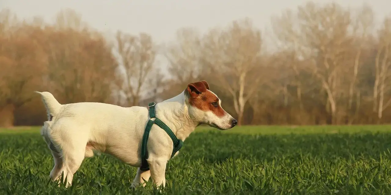 Jack Russell terrier gładkowłosy w zielonej obroży w polu, z drzewami w tle.