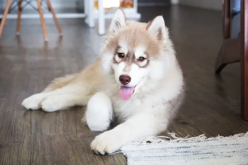 Co jedzą szczeniaki husky? Kluczowe informacje o ich diecie