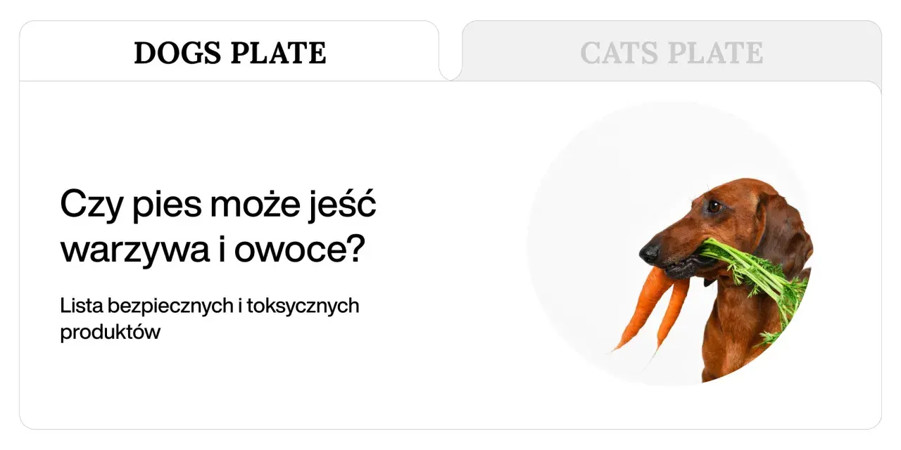 Jamnik z marchewką w pysku. Dowiedz się, co może jeść pies, aby był zdrowy i szczęśliwy.