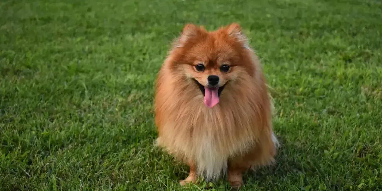 Uroczy szpic pomeranian z gęstą, rudą sierścią siedzi na trawie, merdając językiem. Czy szpic ma włosy czy sierść? Zdecydowanie sierść!