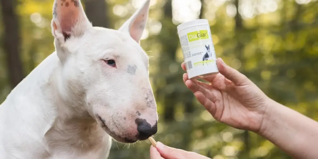 Biały bull terrier dostaje smakołyk, który może pomóc w walce z lamblią u psa.