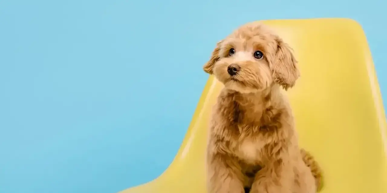 Uroczy maltipoo z puszystymi, falowanymi włosami, a nie sierścią, siedzi na żółtym krześle na tle błękitnego nieba.