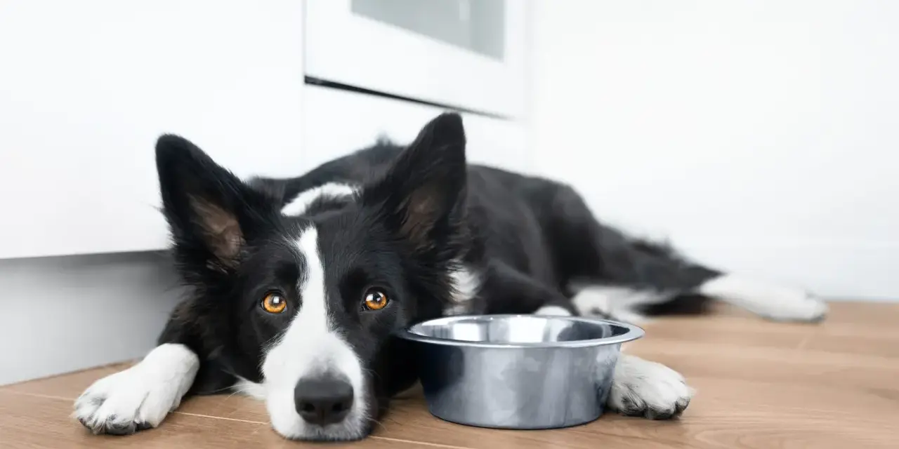Smutny border collie leży obok pustej miski. Zastanawiasz się nad border collie cena?