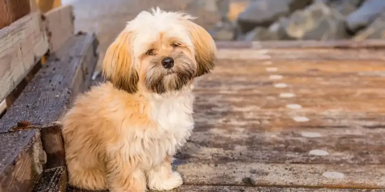 Uroczy shih tzu z puszystymi włosami siedzi na drewnianym molo.