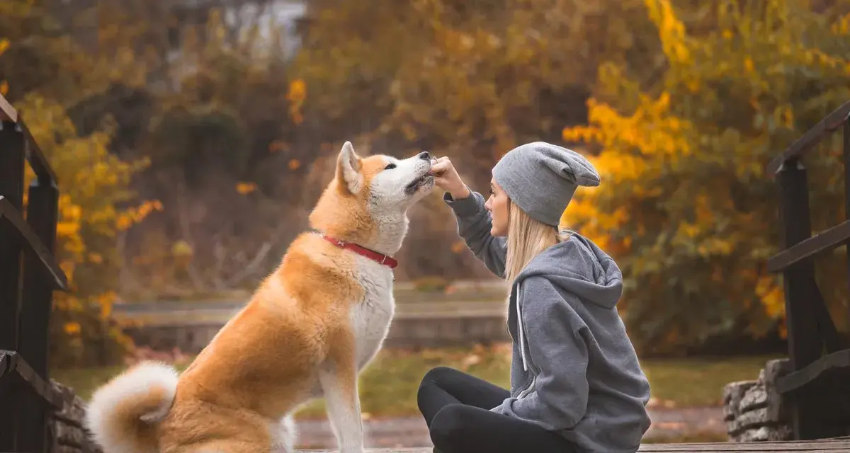 Co lubi jeść akita? Odkryj najlepsze jedzenie dla zdrowia psa