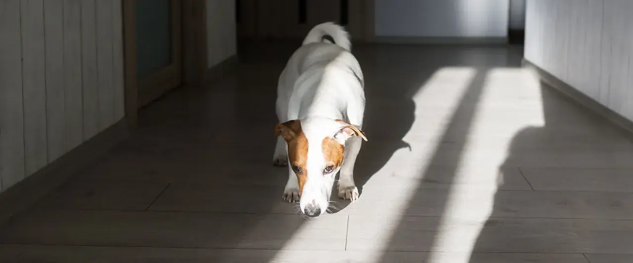 Jack Russell terrier wącha podłogę, jakby szukał czegoś, czego zapachu nie lubią psy.