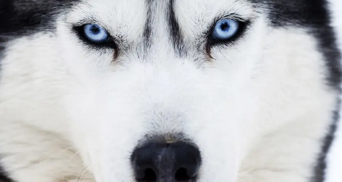 Intensywne, niebieskie oczy husky'ego wpatrują się wprost w obiektyw. Te niebieskie psy mają w sobie dzikość i spokój.