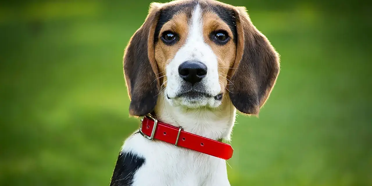 Uroczy beagle szczeniak w czerwonej obroży patrzy w obiektyw na tle zielonej trawy.