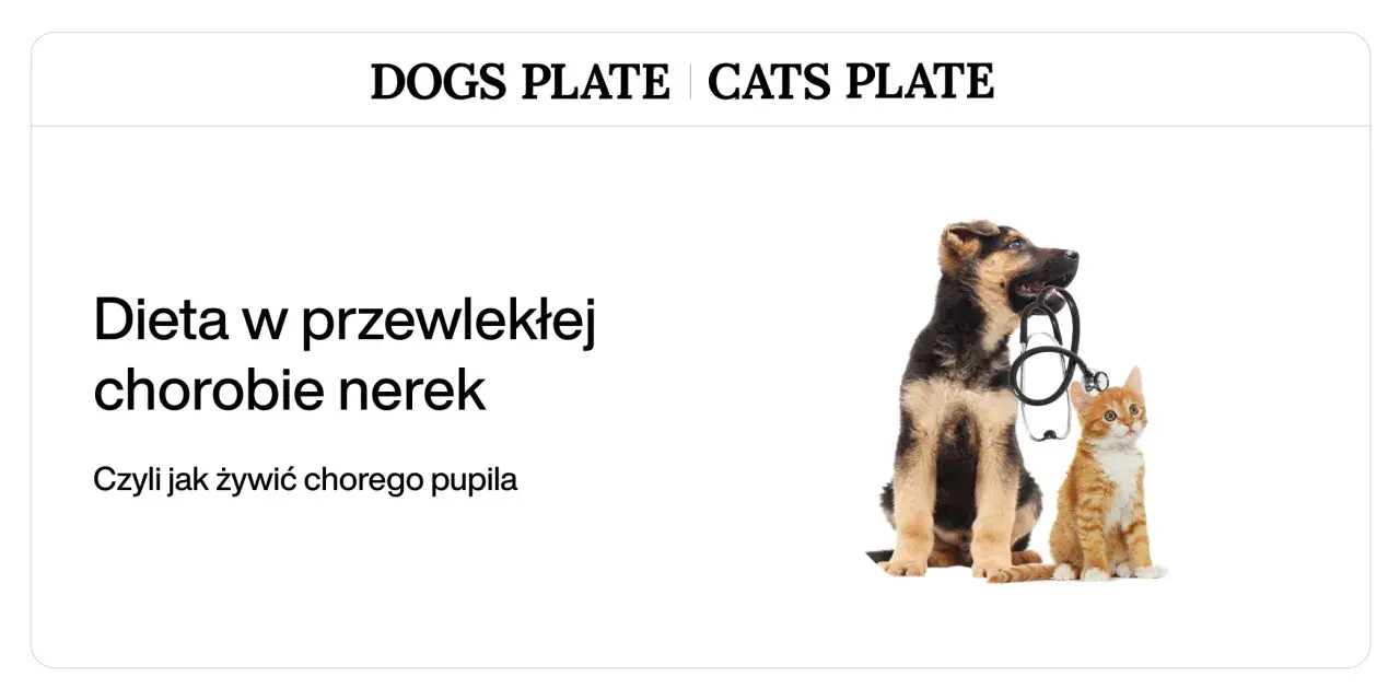 Szczeniak i kotek z weterynaryjnym stetoskopem. Temat: dieta nerkowa dla psa.