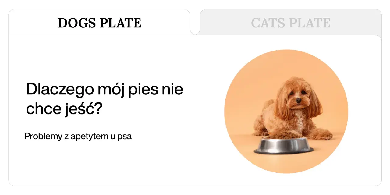 Uroczy piesek leży obok miski z jedzeniem, ale wygląda na to, że mój pies nie chce jeść.