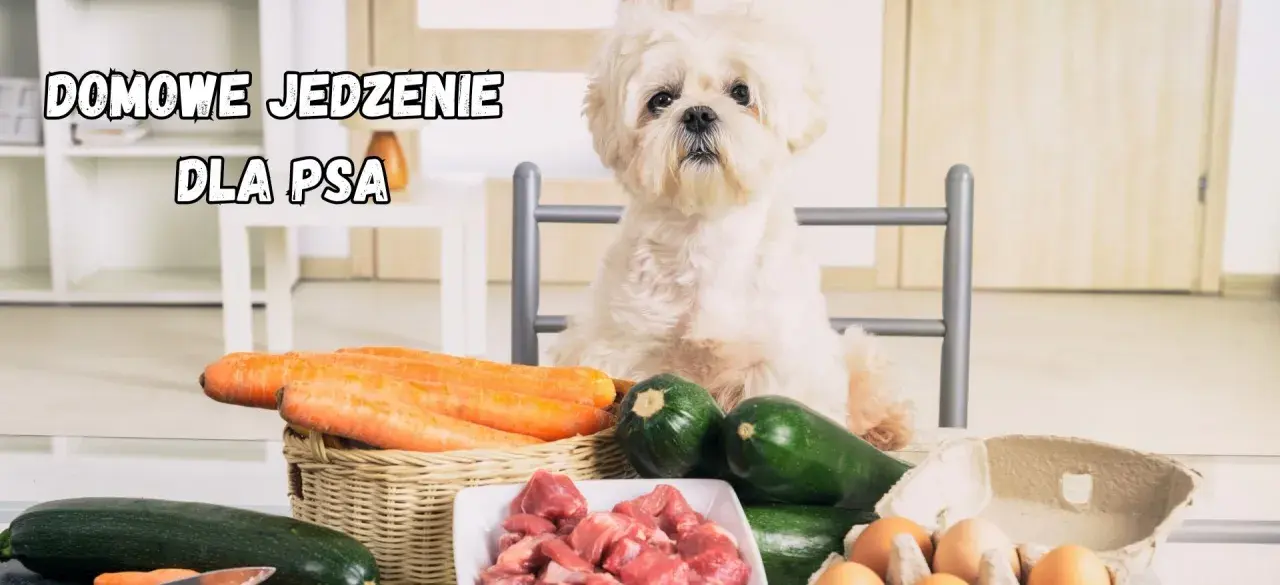 Słodki piesek czeka na pyszne domowe jedzenie dla shih tzu: mięso, marchewki, cukinia i jajka.