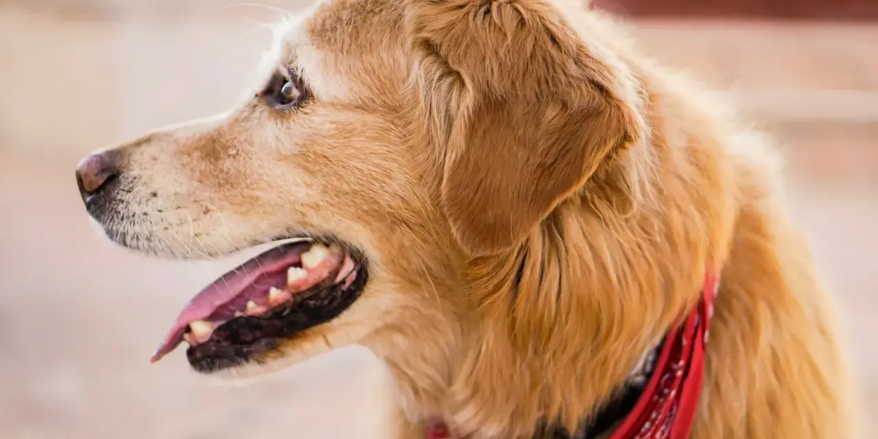 Uśmiechnięty golden retriever w czerwonej bandanie. Czy golden retriever jest agresywny? Ten piesek z pewnością nie!