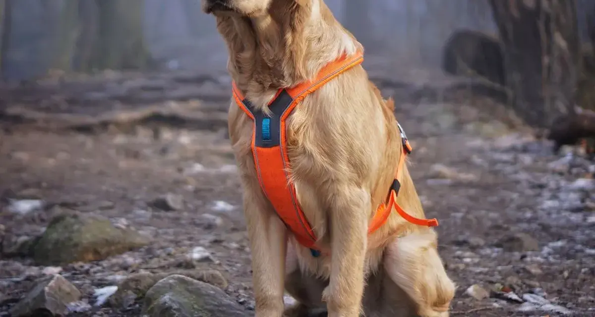 Obroża czy szelki dla golden retrievera - co wybrać, by nie żałować?