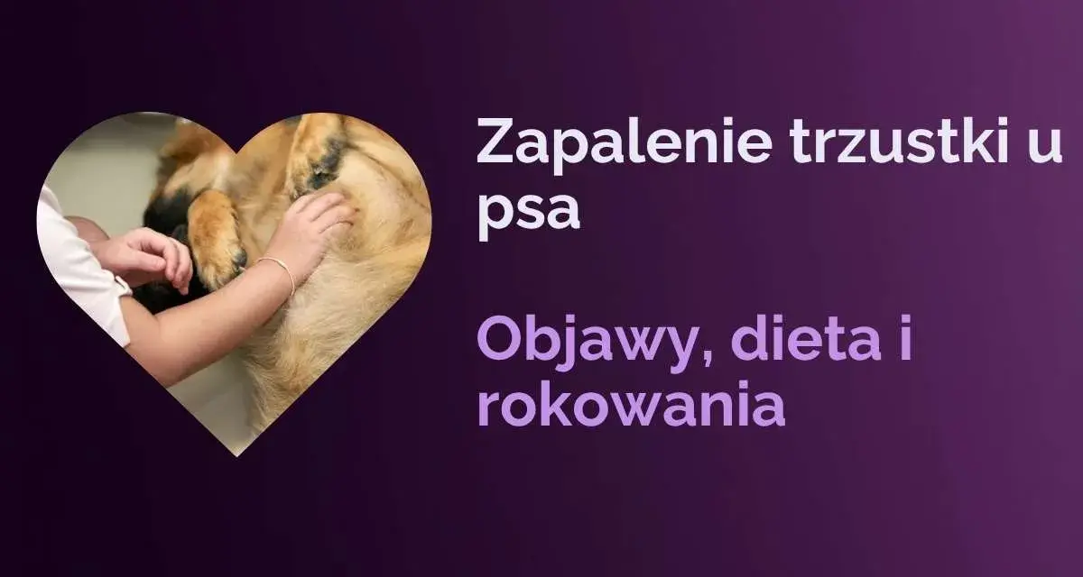 Zapalenie trzustki u psa: objawy, dieta i rokowania. Dowiedz się, ile się żyje z przewlekłym zapaleniem trzustki u psa.