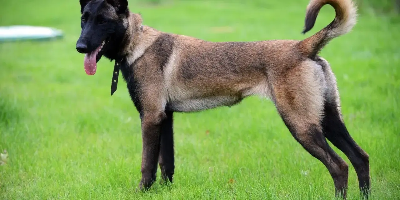 Owczarek belgijski malinois, pies policyjny, gotowy do akcji na zielonej trawie.