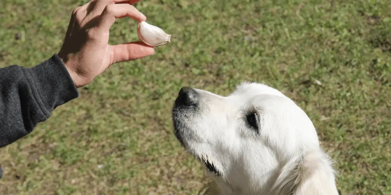 Dłoń trzyma ząbek czosnku nad psem rasy golden retriever.