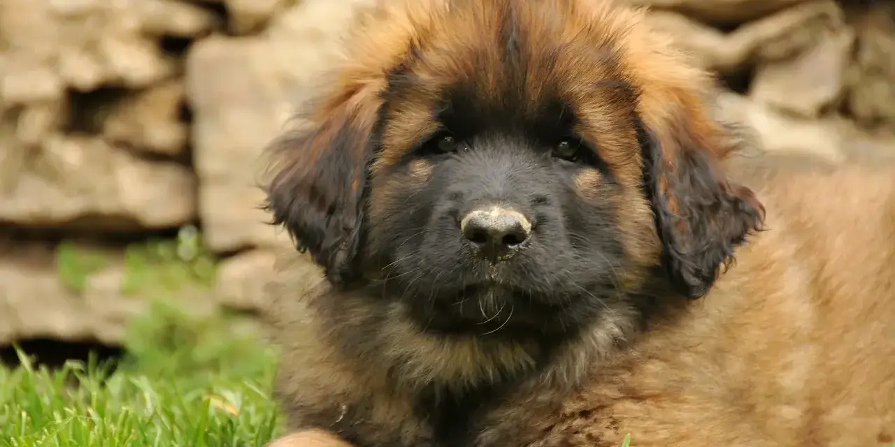 Uroczy szczeniak leonberger leży na trawie. Zastanawiasz się nad jego ceną?