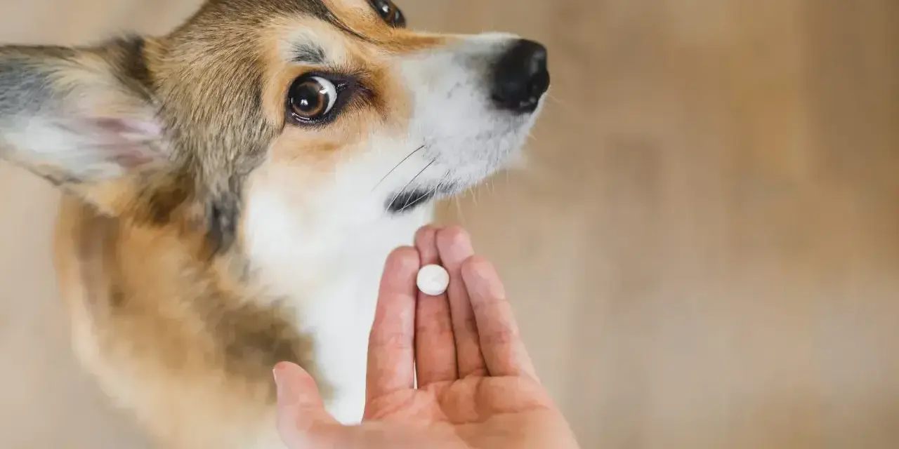 Uroczy corgi czeka na tabletkę. To ważny moment odrobaczania psa, by był zdrowy i szczęśliwy.