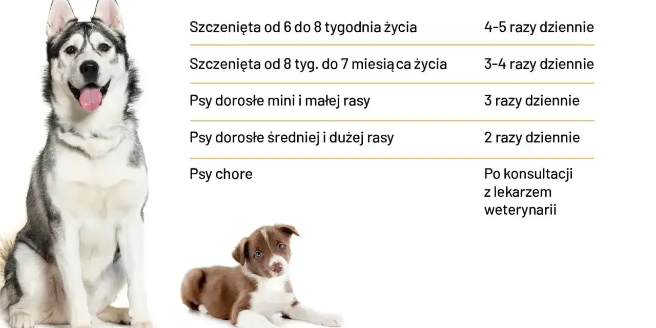 Tabela: ile powinien jeść szczeniak i dorosły pies. Podano dawkowanie dla szczeniąt, psów małych, średnich i dużych ras, a także chorych.