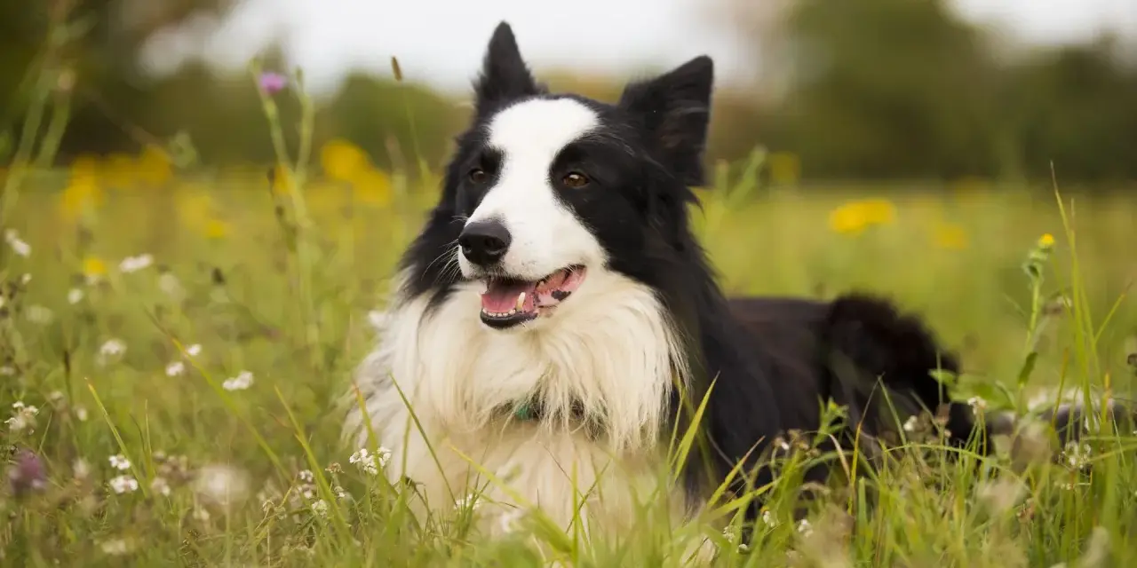 Czarny i biały border collie leży w trawie. Jego waga jest idealna do biegania po łące.