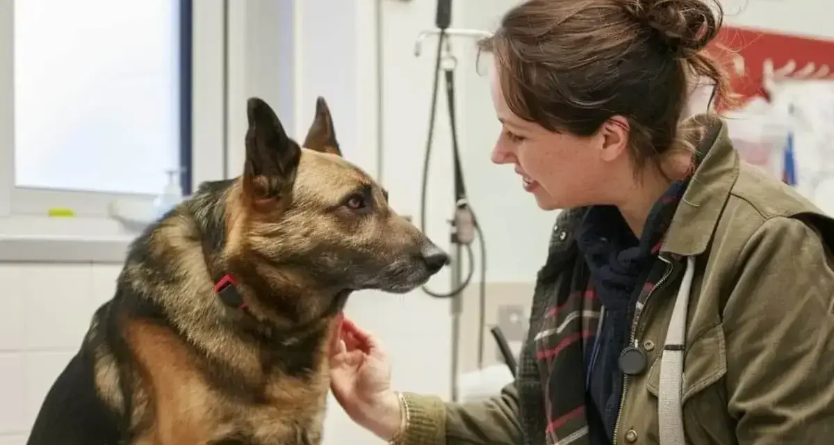 Uśmiechnięta kobieta głaszcze owczarka niemieckiego. Pies wygląda na spokojnego, a kobieta wydaje się troskliwa.