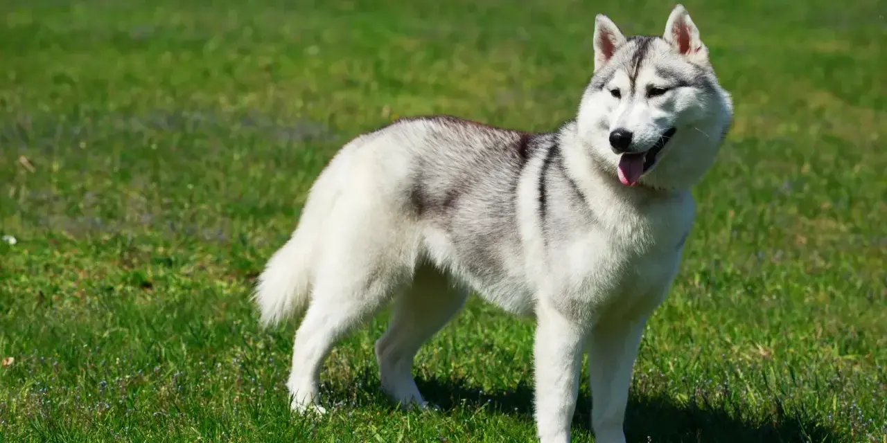 Piękny alaskan malamute na zielonej trawie. Zastanawiasz się nad jego ceną?