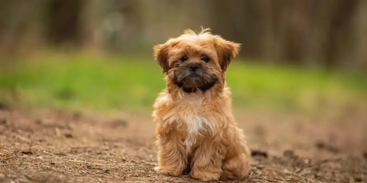 Uroczy shorkie siedzi na leśnej ścieżce, z zaciekawieniem patrząc w obiektyw.