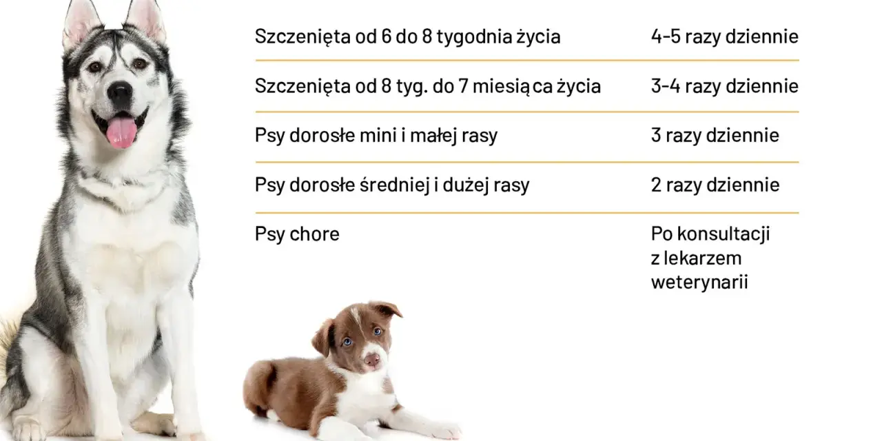 Ile razy dziennie karmić psa? Tabela podpowiada: szczenięta 4-5 razy, dorosłe psy 2-3 razy, chore po konsultacji z weterynarzem.