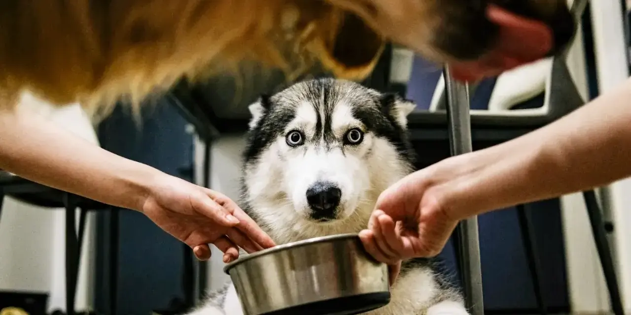 Husky z niebieskimi oczami czeka na jedzenie. Dwie ręce trzymają miskę, a nad nią widać pysk innego psa. Może to smecta dla psa?