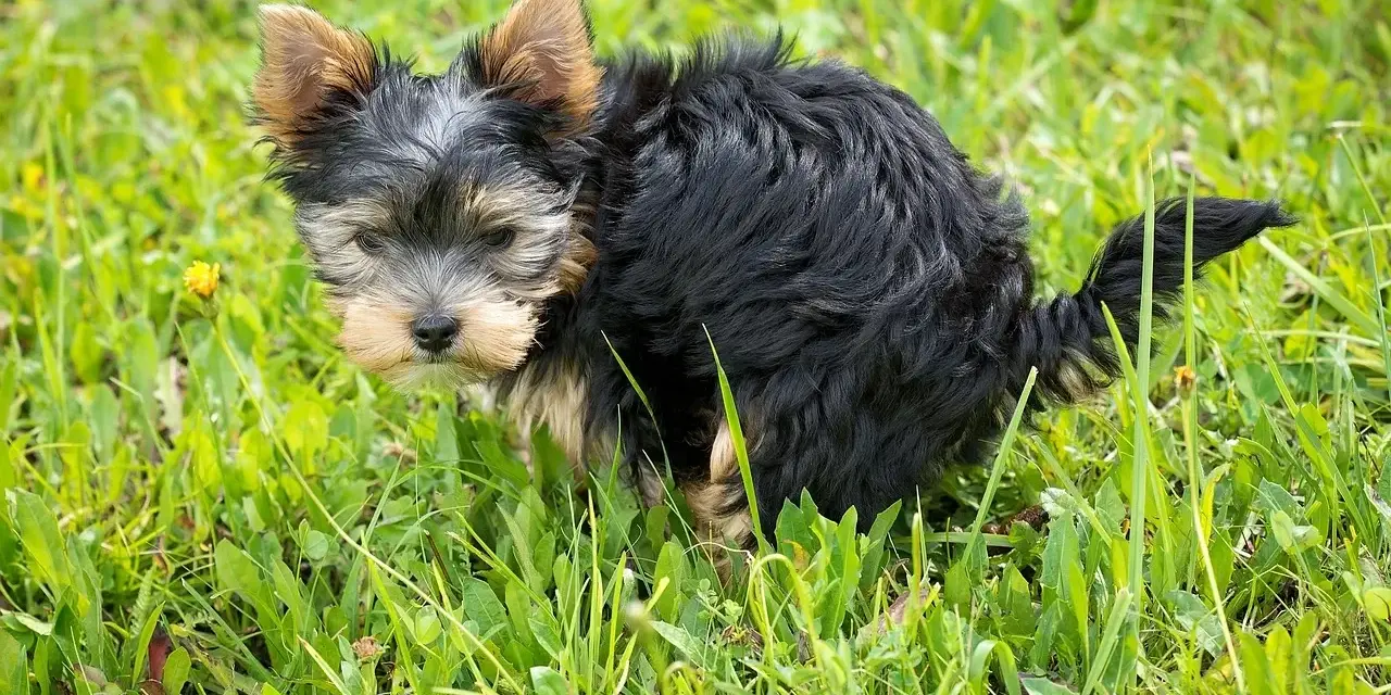 Mały yorkshire terrier robi czarną kupę w trawie.
