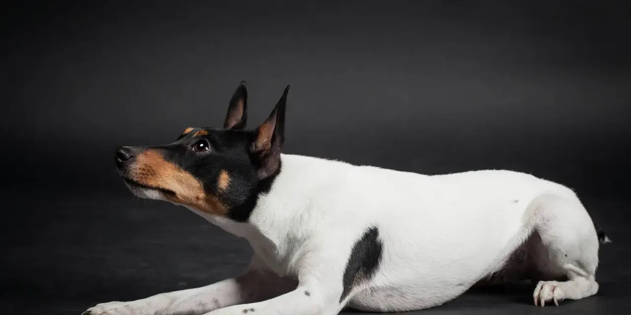 Czarno-biały toy terrier z brązowymi znaczeniami na głowie leży na ciemnym tle, patrząc w górę z zaciekawieniem.