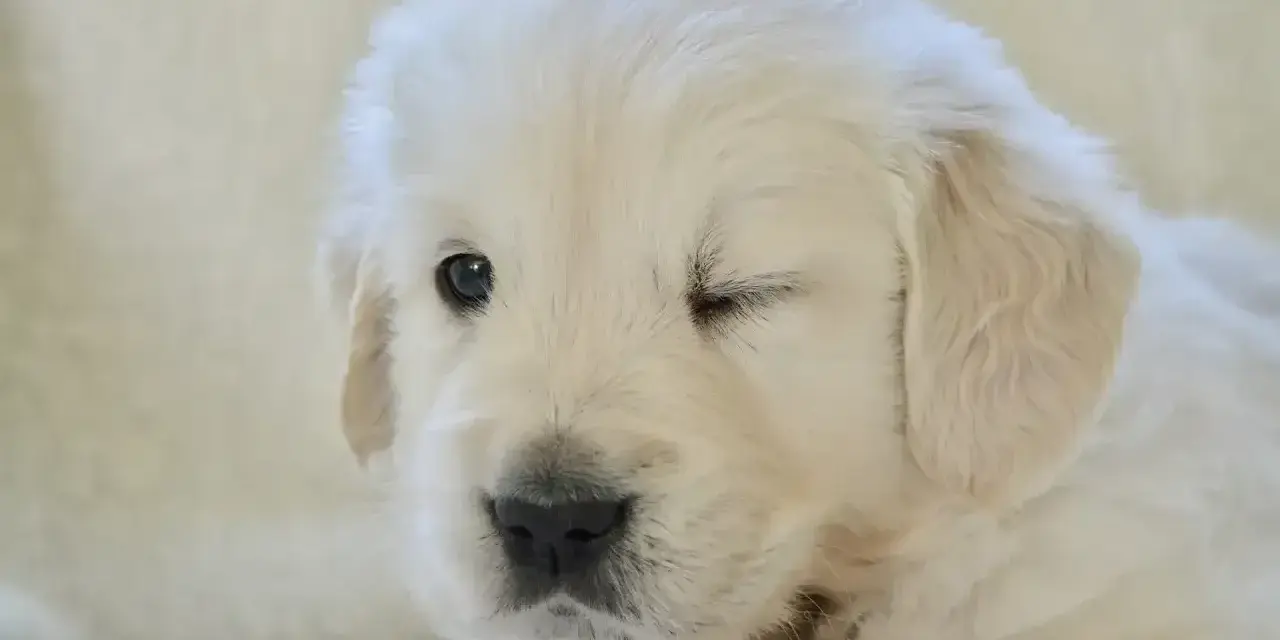 Uroczy szczeniak golden retriever mruga, jakby właśnie odkrywał świat, kiedy szczeniaki otwierają oczy.
