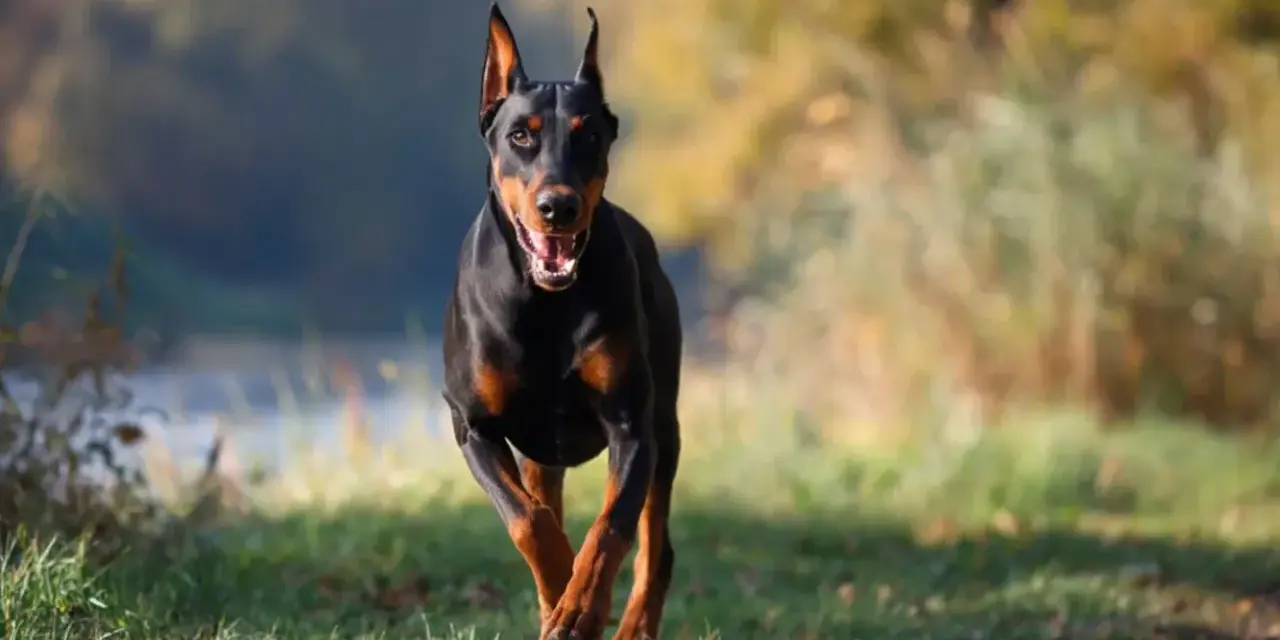 Czarny doberman biegnie przez trawiasty teren. Jego waga jest idealnie proporcjonalna do sylwetki, co widać po jego dynamicznym ruchu.