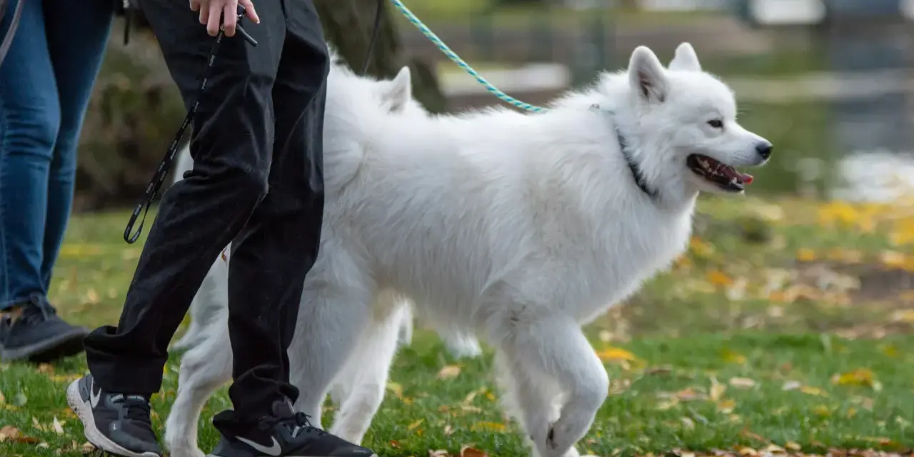 Biały samoyed, którego waga jest idealna, spaceruje z opiekunem po parku jesienią.